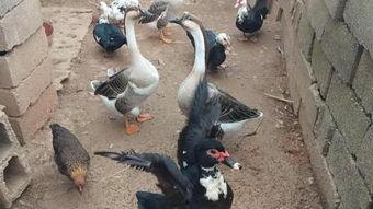 大鹅爆料事件视频大全 第1张 大鹅爆料事件视频大全 第1张