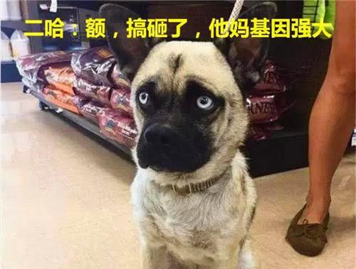 巴哥爆料新世界视频播放,新世界视频播放背后的秘密  第1张