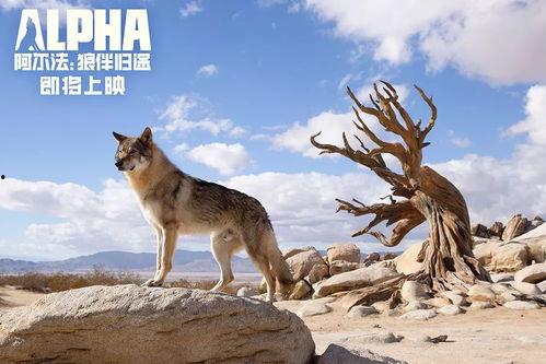 狼狼影院在线观看免费,免费畅享,在线观影新体验 第1张 狼狼影院在线观看免费,免费畅享,在线观影新体验 第1张